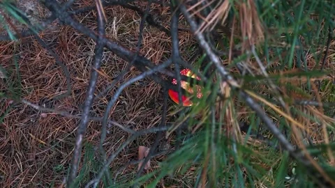 Red fly agaric in the forest. Fly agaric in a coniferous forest. hallucinogenic Video stock 204854266