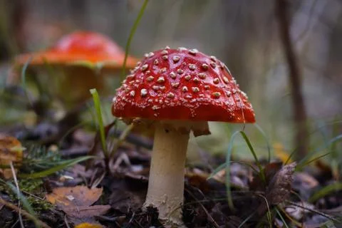 Red fly agaric in the forest Stock Photos