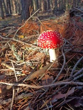 Red fly agaric in the forest Stock Photos