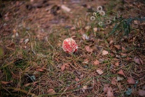 Red fly agaric in the forest Stock Photos