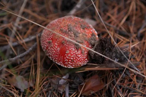 Red fly agaric in the forest Stock Photos