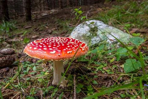 Red fly agaric in front of rock in the wood at the Rila mountain in Bulgari Stock Photos