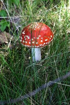 Red fly agaric in the grass Stock Photos