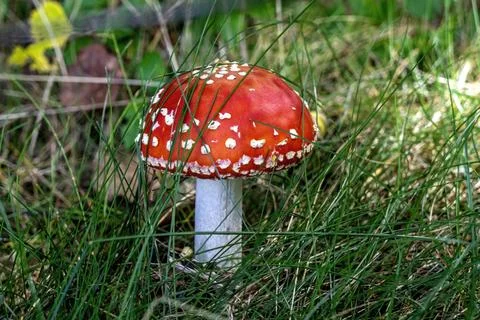 Red fly agaric in the grass Stock Photos