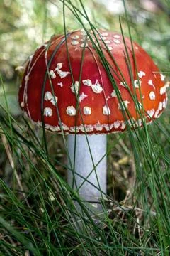 Red fly agaric in the grass Stock Photos