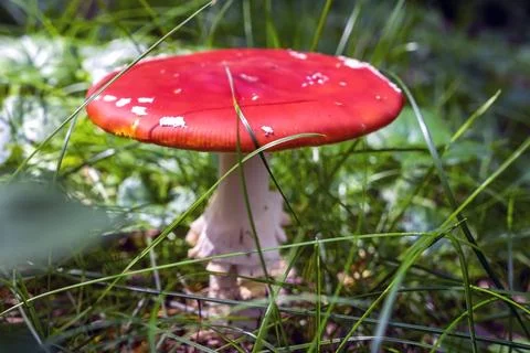Red fly agaric in the grass Stock Photos