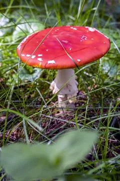 Red fly agaric in the grass Stock Photos