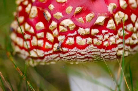 Red fly agaric in the grass. Selective focus Stock Photos