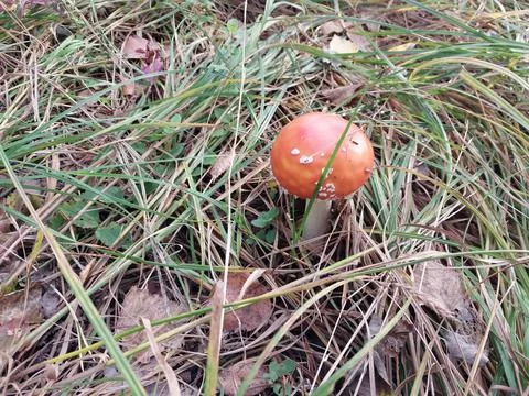 Red fly agaric grew in the forest Stock Photos