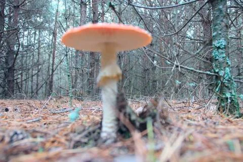 Red fly agaric growing on pine needles in forest Stock Photos