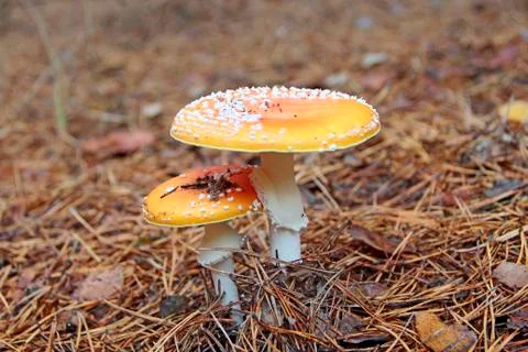 Red fly agaric growing on pine needles in forest Fotos Stock