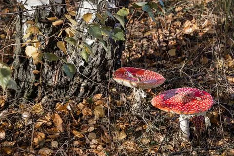 Red fly agaric grows under a tree in the forest Stock Photos