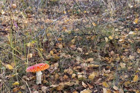 Red fly agaric grows under a tree in the forest. Stock Photos