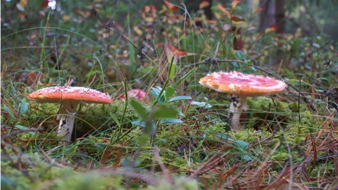 	Red fly agaric in the moss in the autumn forest. Stock Footage 220535951