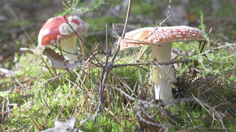 	Red fly agaric in the moss in the autumn forest. Stock Footage 220536235