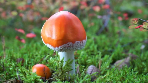 Red fly agaric in the moss in the autumn forest.	 Stock Footage 221924320