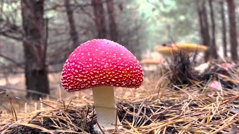 Red fly agaric mushroom, fly agaric close-up. Fly Agaric Mushroom Close Up Stock-Footage 262971972