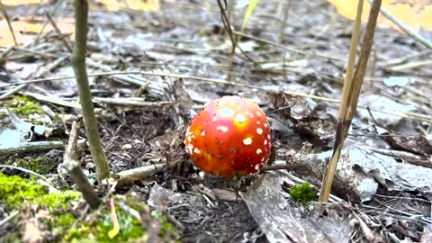 Red fly agaric mushroom, fly agaric close-up. Fly Agaric Mushroom Close Up Stock-Footage 262972009