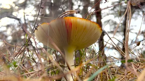 Red fly agaric mushroom, fly agaric close-up. Fly Agaric Mushroom Close Up Stock Footage 263729705