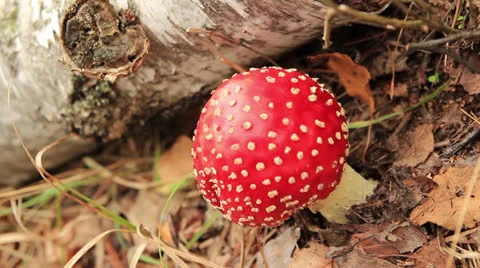 Red fly agaric mushroom Stock Footage 24687716