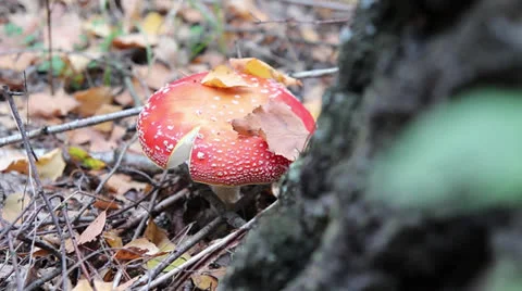 Red fly agaric mushroom in forest Stock Footage 24687714