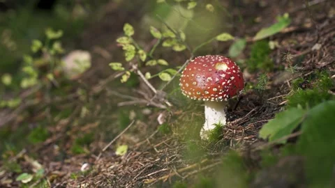 Red Fly Agaric Mushroom in Forest, Toxic Amanita Muscaria Fungi Close-Up Nature Stock Footage 320994731