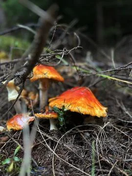 Red fly agaric mushroom on a forest meadow. Poisonous mushrooms Stock Photos