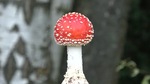 Red fly agaric mushroom rotating Stock Footage 290786475