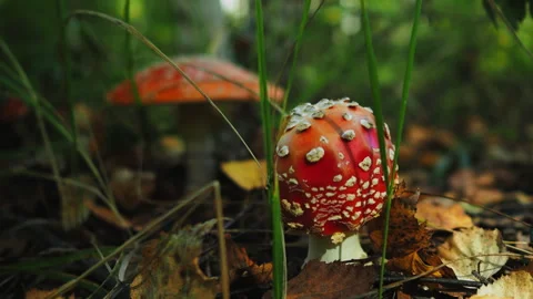 A red fly agaric mushroom with white spots on the cap Video stock 252893154