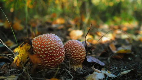 A red fly agaric mushroom with white spots on the cap Video stock 252893560