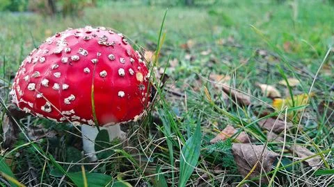 Red fly agaric mushroom with white spots growing in green autumn meadow with Stock Photos