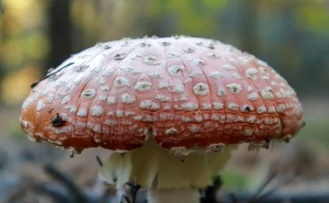 Red fly agaric or toadstool in the grass. Amanita muscaria. Toxic and poisono Foto stock