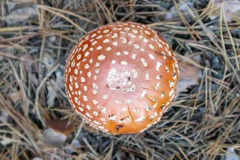Red fly agaric or toadstool in the grass. Amanita muscaria. Toxic and poisono Stock-Fotos