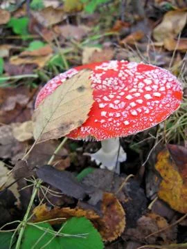 Red fly agaric Foto stock
