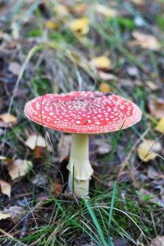Red fly agaric Foto stock