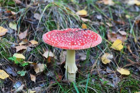 Red fly agaric Stock Photos