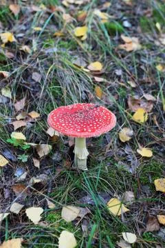 Red fly agaric Stock Photos