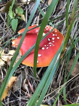 Red fly-agaric Stock Photos