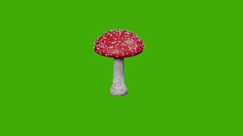 The red fly agaric rotates on the green screen Stock Footage 279077649