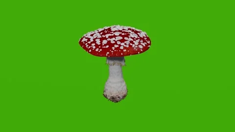 The red fly agaric rotates on the green screen Stock Footage 280308637