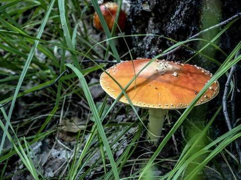 Red fly agaric with a round hat in the forest near a tree Foto stock