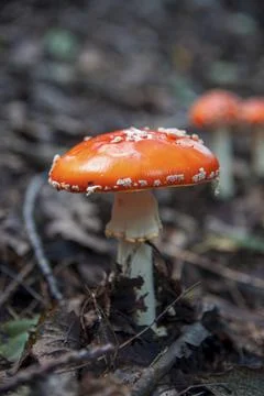 Red fly agaric sprouted through leaves in autumn forest Stock Photos