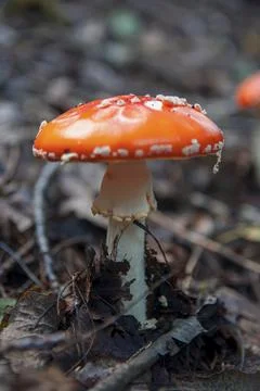 Red fly agaric sprouted through leaves in autumn forest Stock Photos