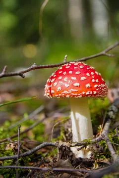 Red fly agaric sprouted through leaves in autumn forest Stock Photos