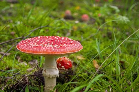 Red fly agaric sprouted through grass in autumn forest Stock Photos