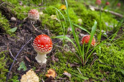 Red fly agaric sprouted through grass in autumn forest Stock Photos