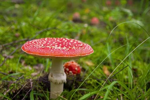 Red fly agaric sprouted through grass in autumn forest Stock Photos