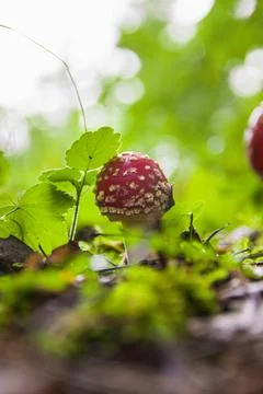 Red fly agaric sprouted through grass in autumn forest Stockfoto's