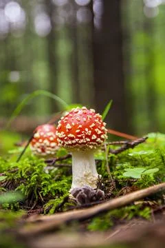 Red fly agaric sprouted through moss in autumn forest Stock Photos