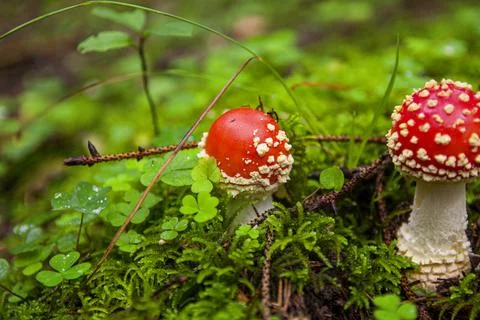 Red fly agaric sprouted through grass in autumn forest Stock Photos